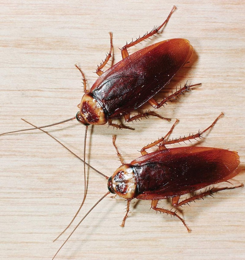 Как избавиться от тараканов в домашних условиях 2.jpg